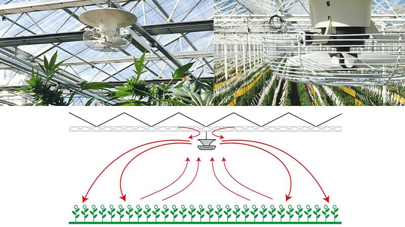 Best Way to Improve Air Circulation in Greenhouses Using Vertical Fans ...